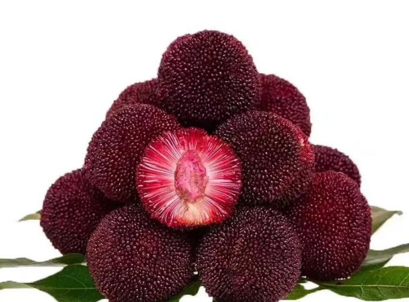 螺旋压榨机处理杨梅酒渣脱水机器视频