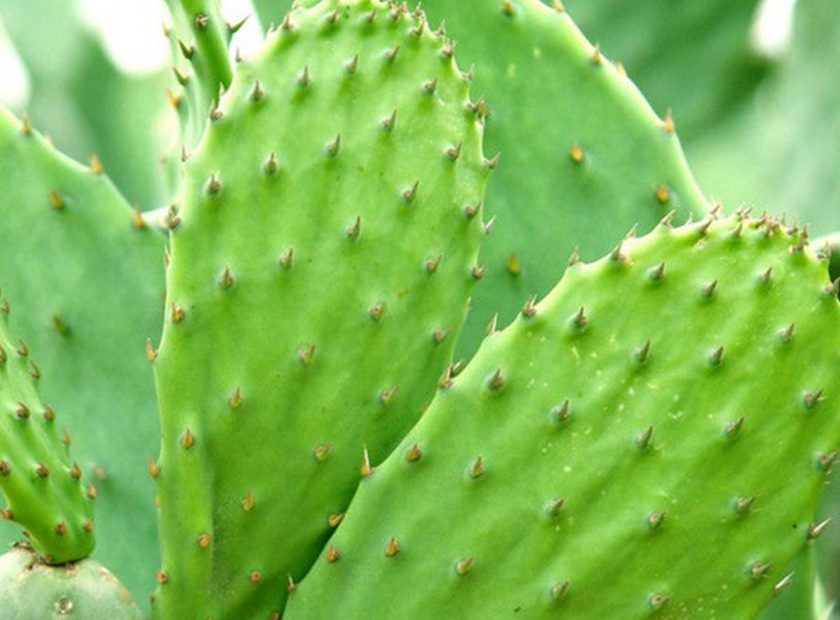 螺旋压榨机处理仙人掌脱水处理机器视频