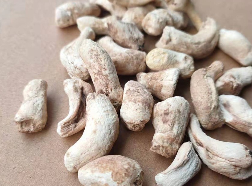 蘑菇废渣根茎螺旋压榨脱水处理机器