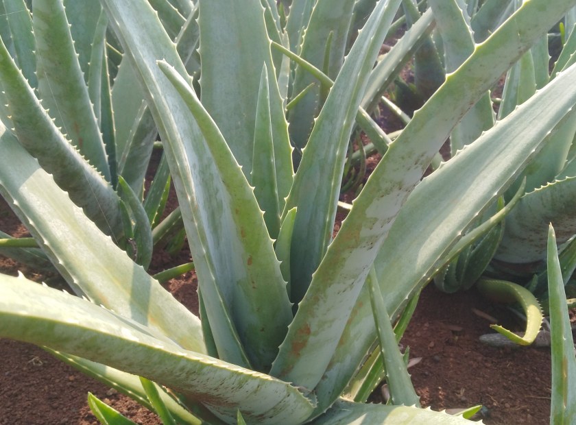 芦荟螺旋压榨机脱水处理设备