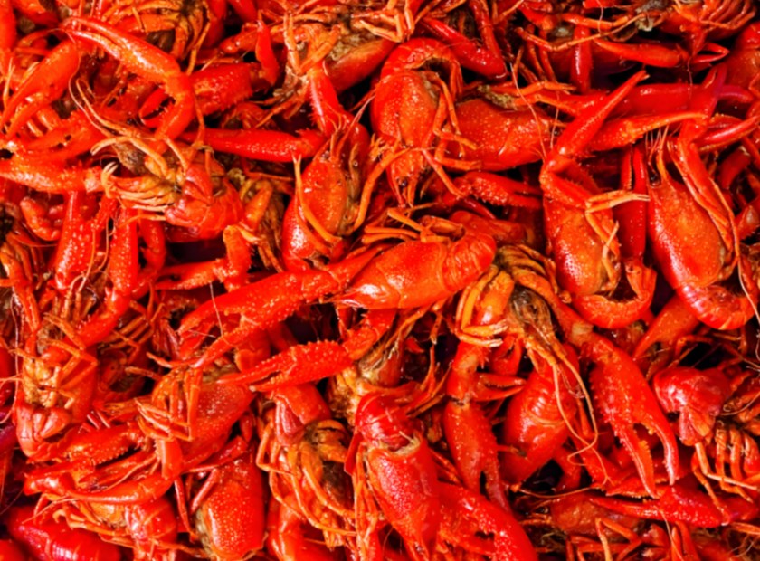 龙虾壳螺旋压榨脱水固液分离机