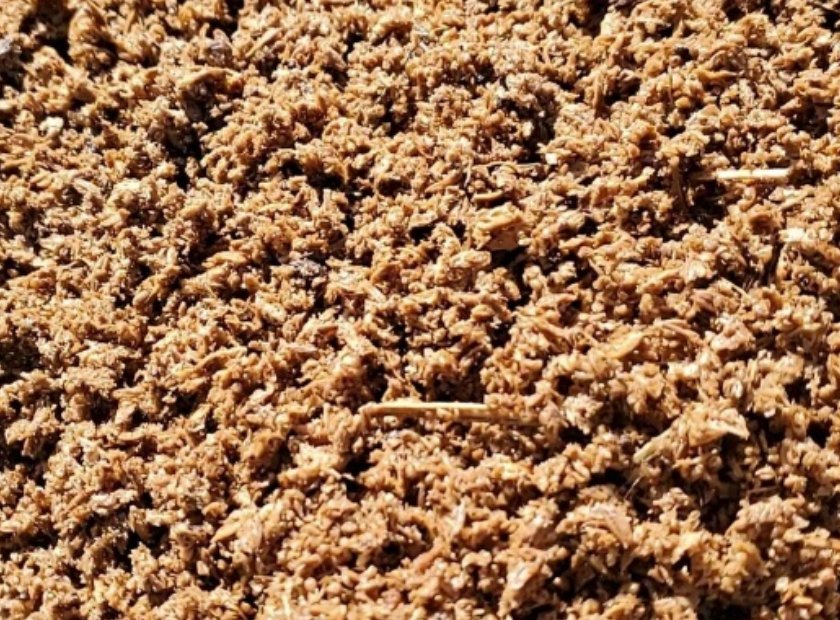 酒糟醋糟螺旋压榨脱水处理视频